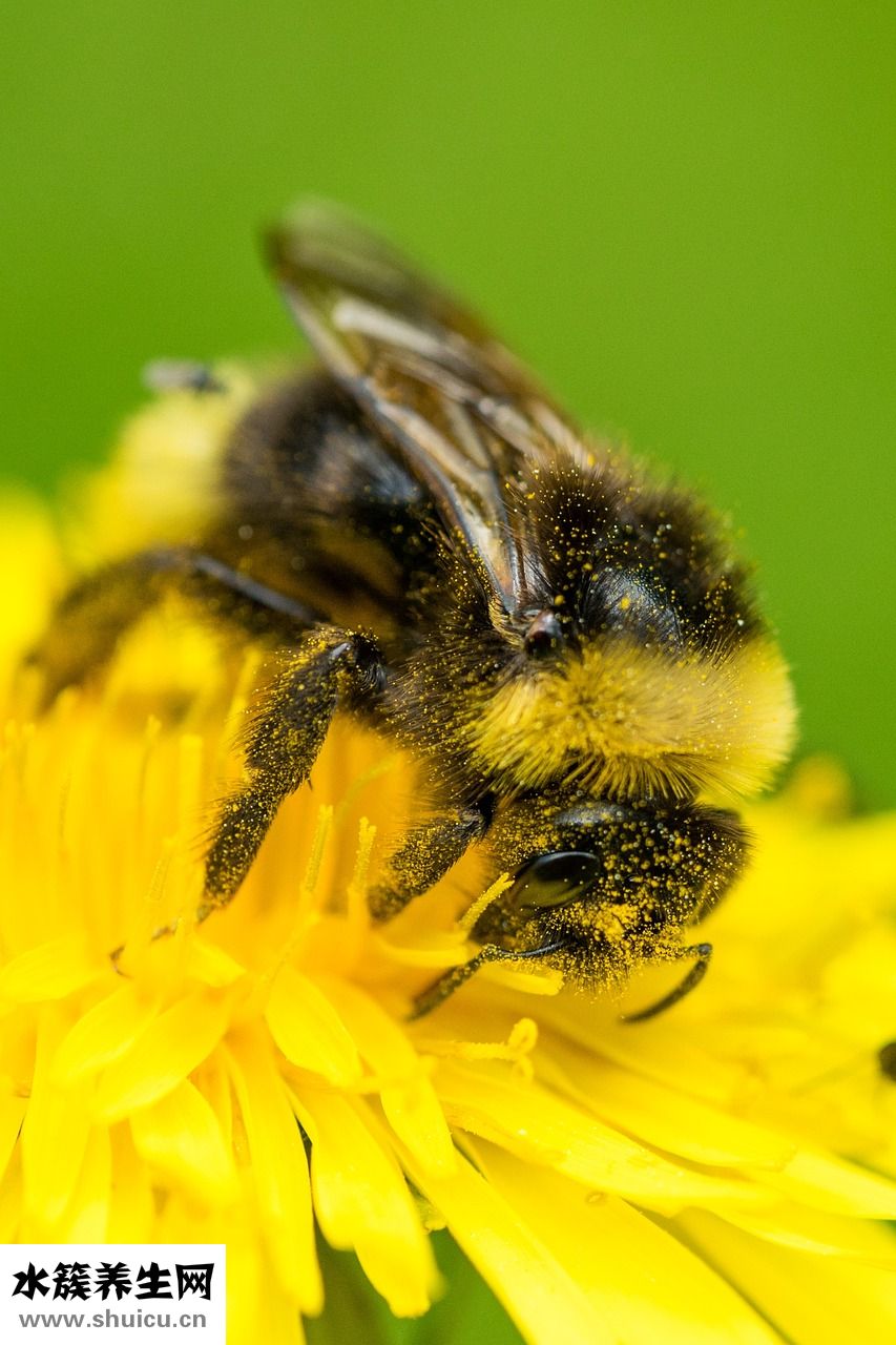 耳朵里化膿怎么辦