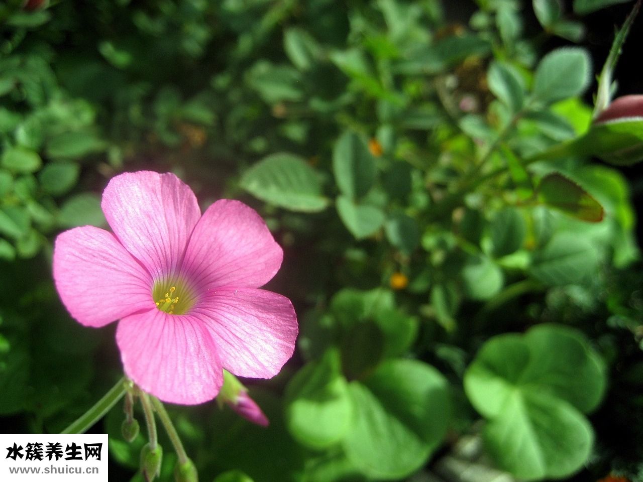 愛被蚊子咬怎么回事