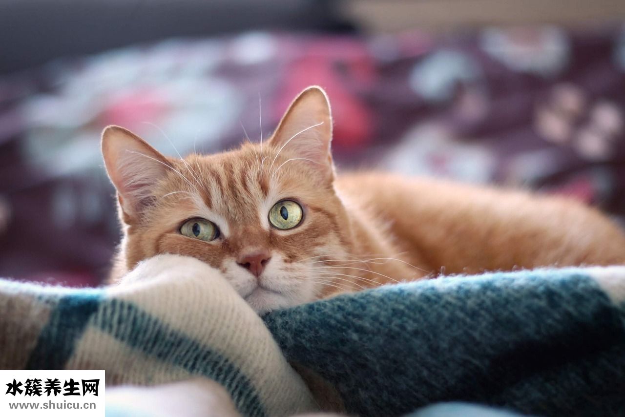 孩子肥胖怎么辦