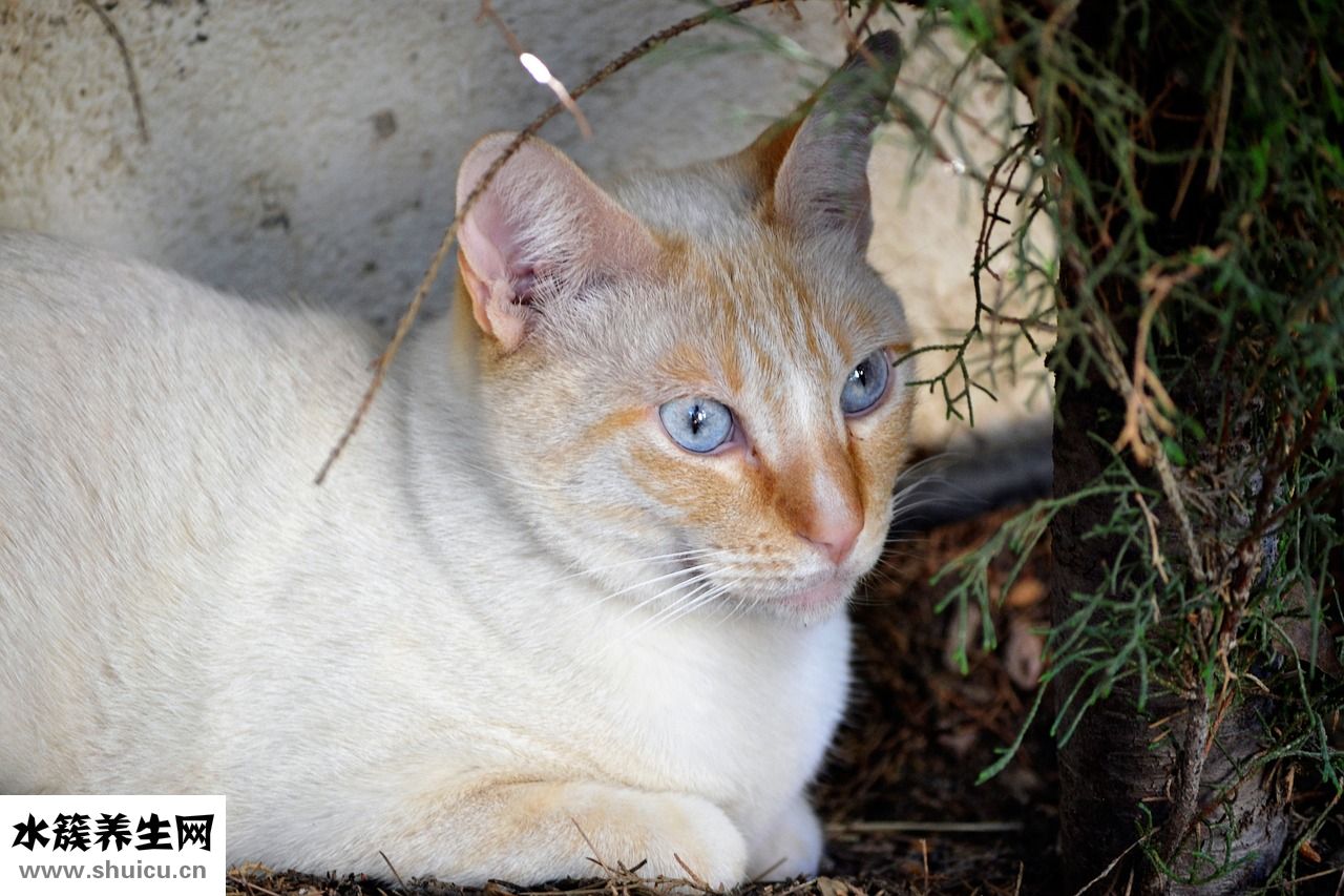 小貓吃撐了怎么辦