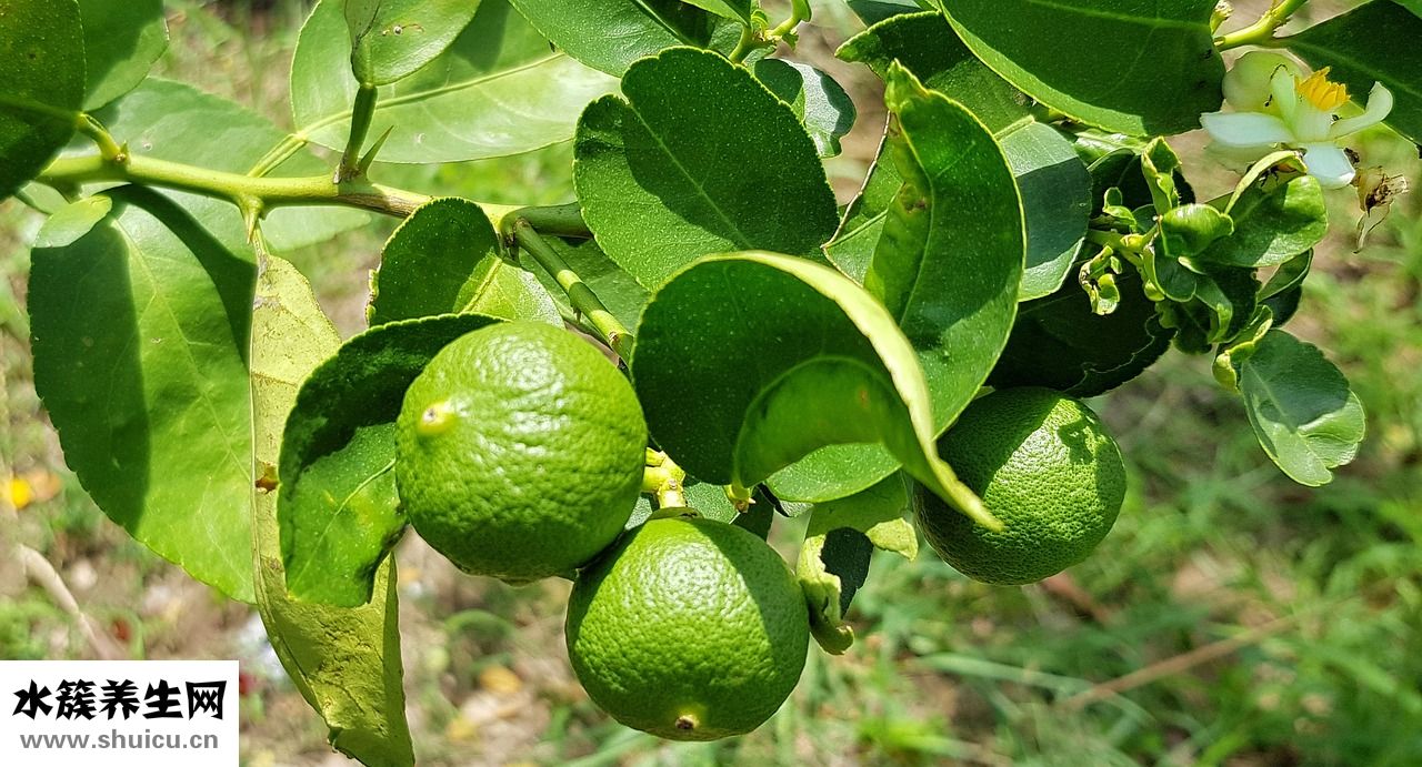 檸檬水怎么喝減肥