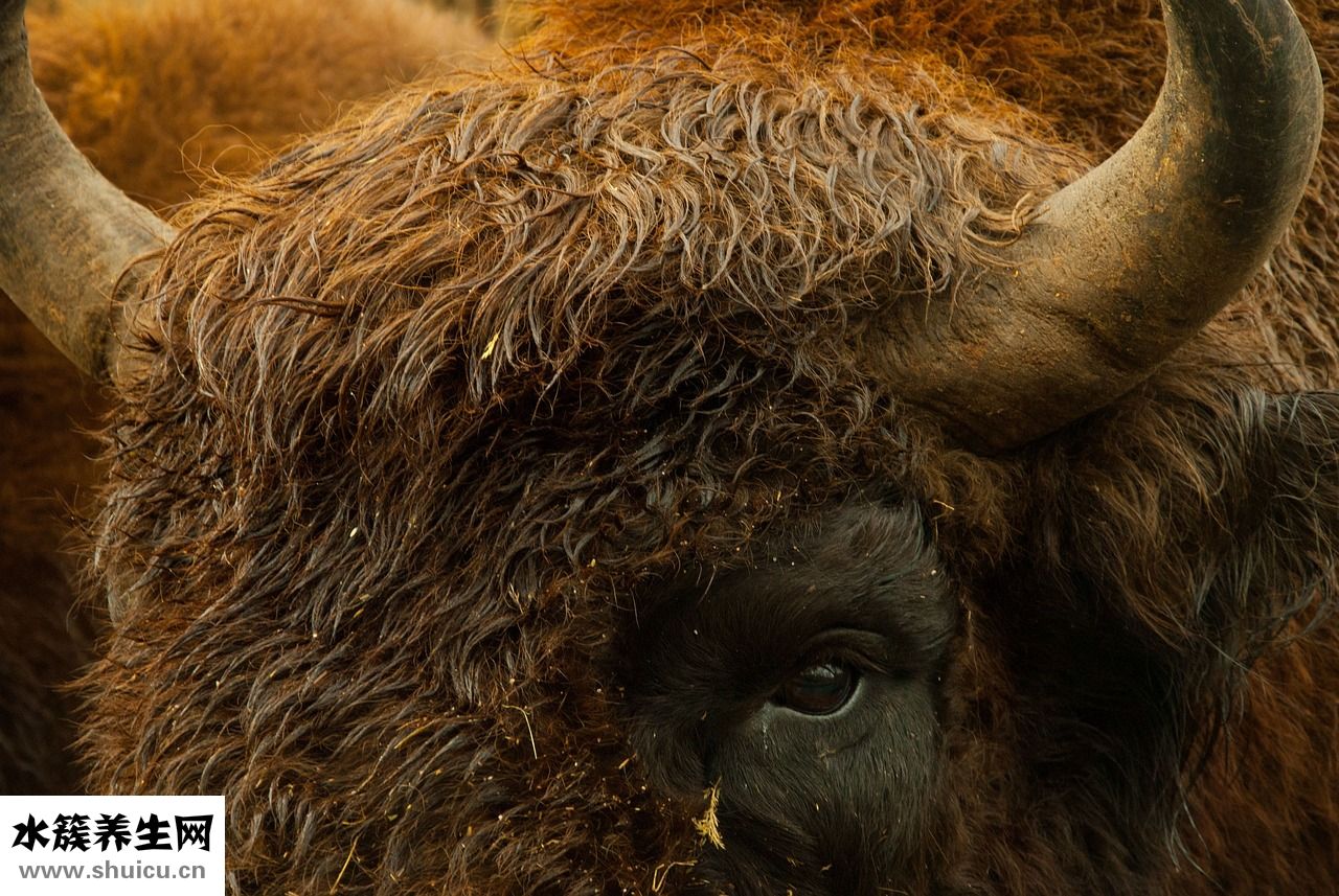 頭發(fā)很粗怎么辦