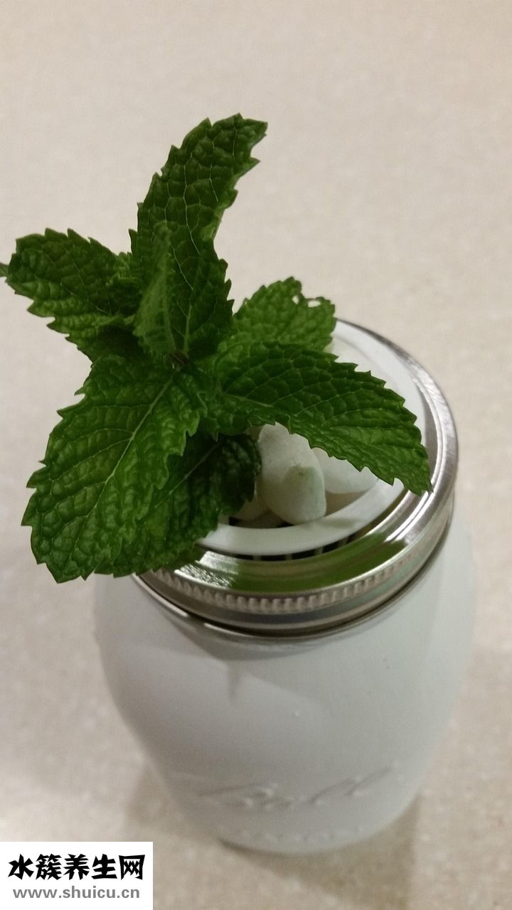 薄荷純露怎么做