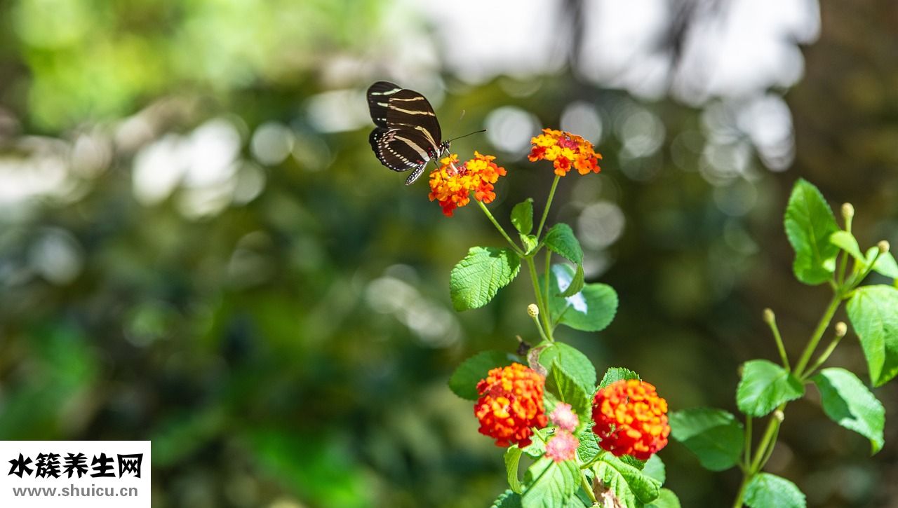 薄荷純露怎么做