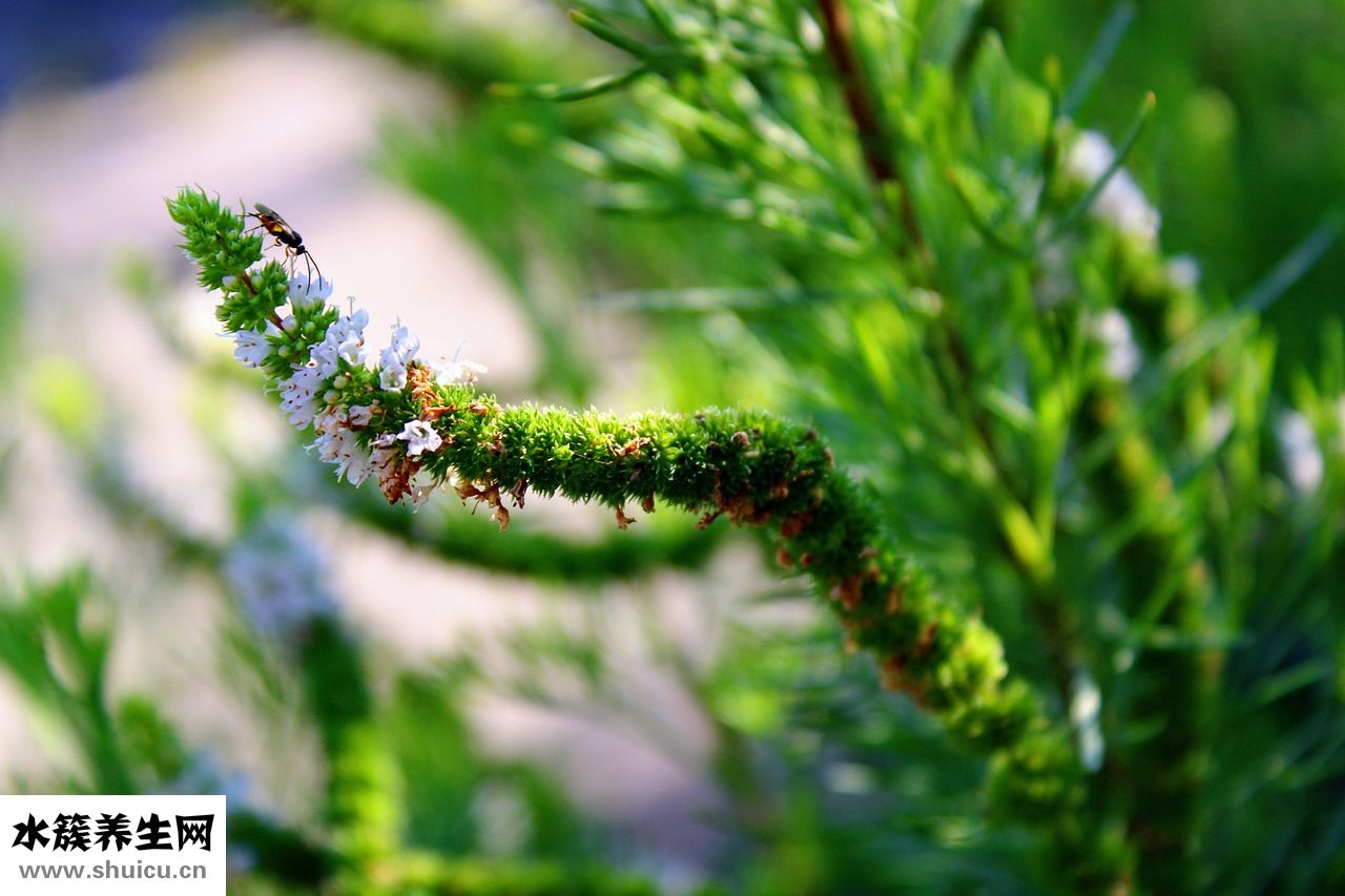薄荷純露怎么做