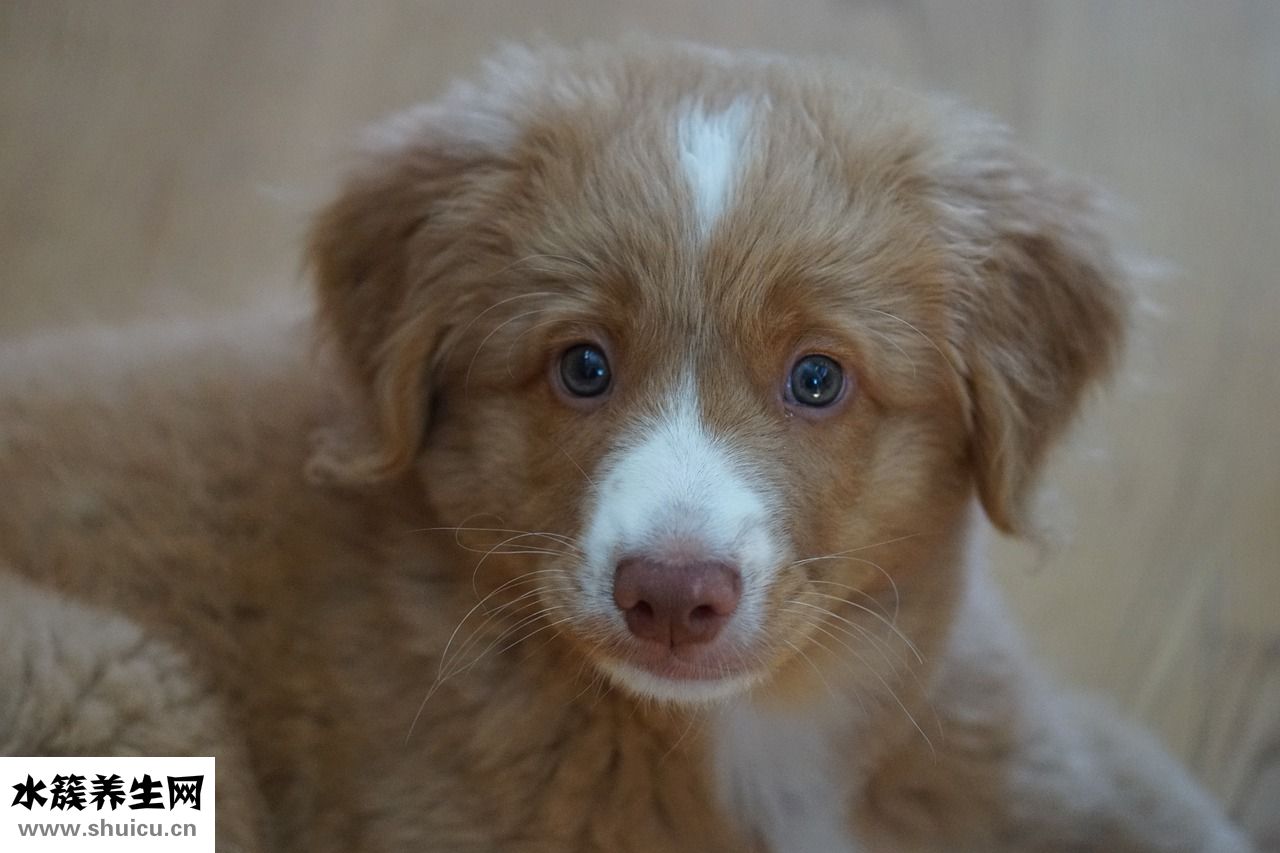 小狗吃撐怎么辦