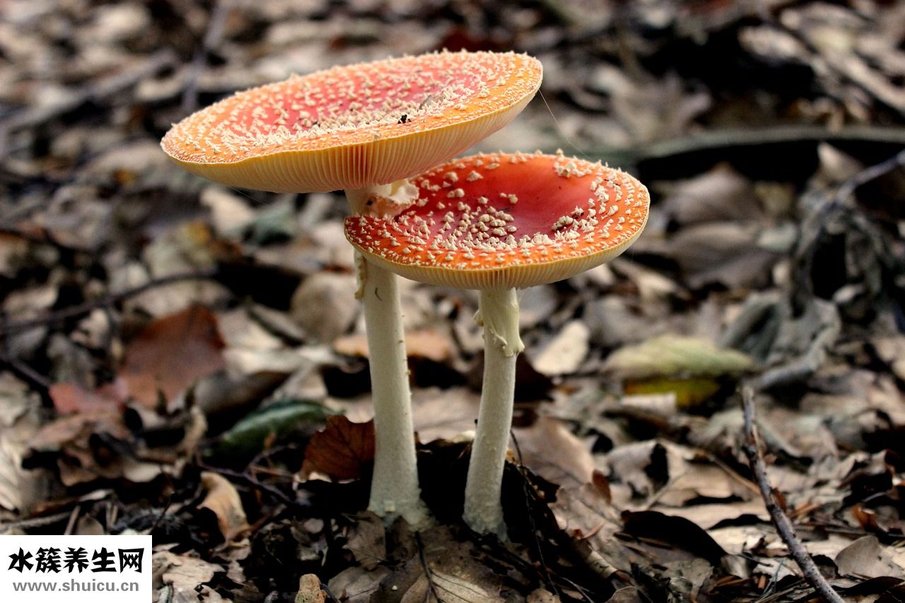 陰道炎怎么食療