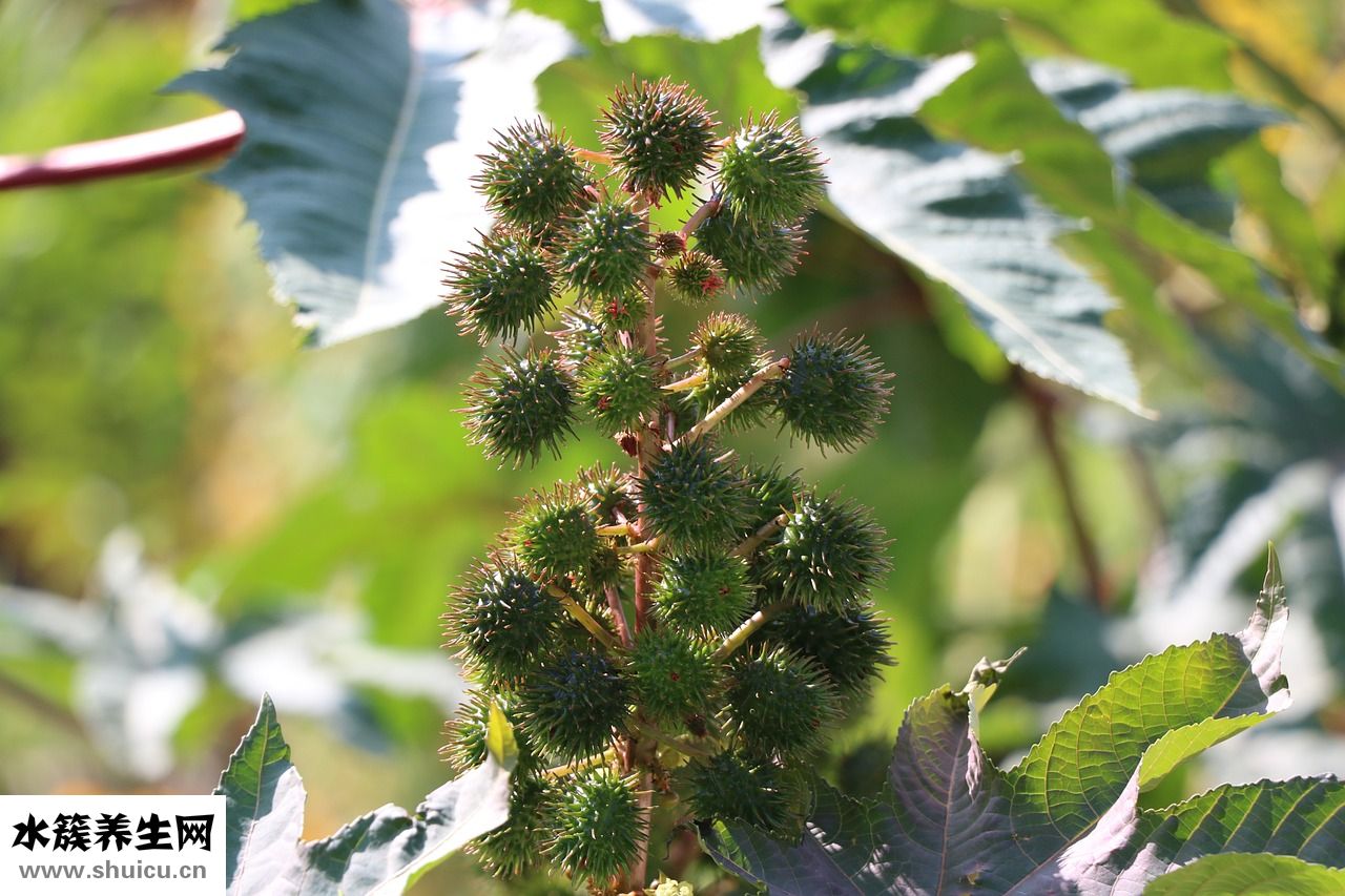 哺乳期怎么補鋅