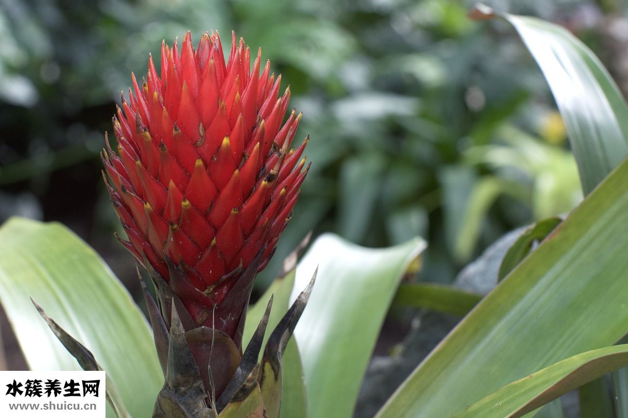 雞湯加白蘿卜怎么燉