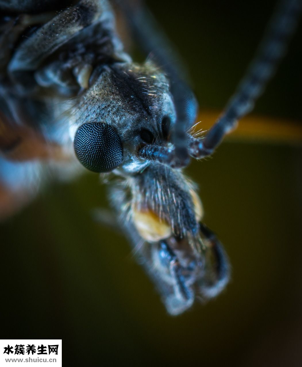 怎么去除叩頭蟲