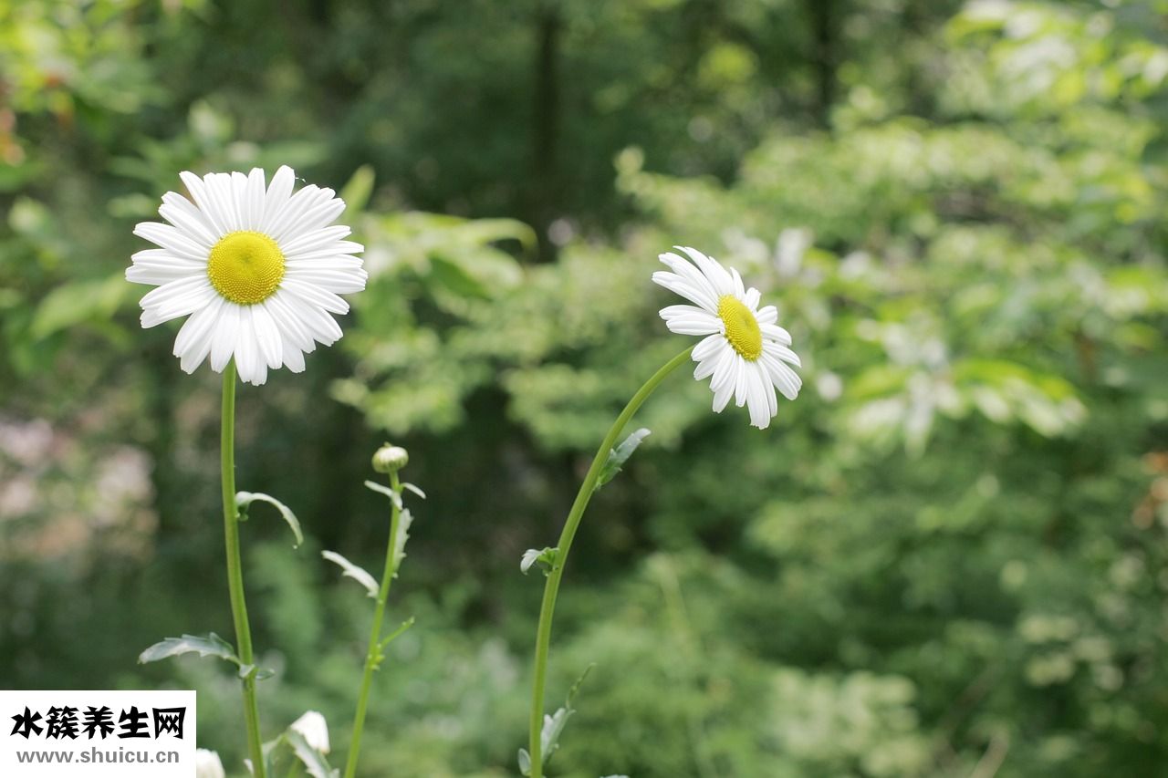 月子嬰兒拉稀怎么辦