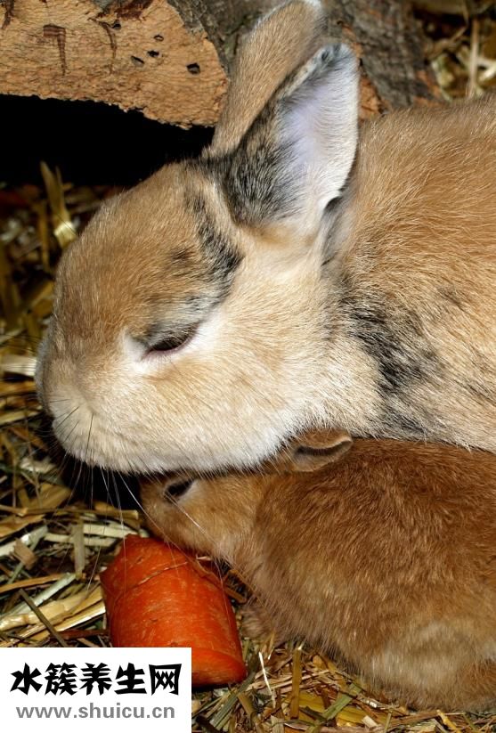 兔子死胎怎么辦