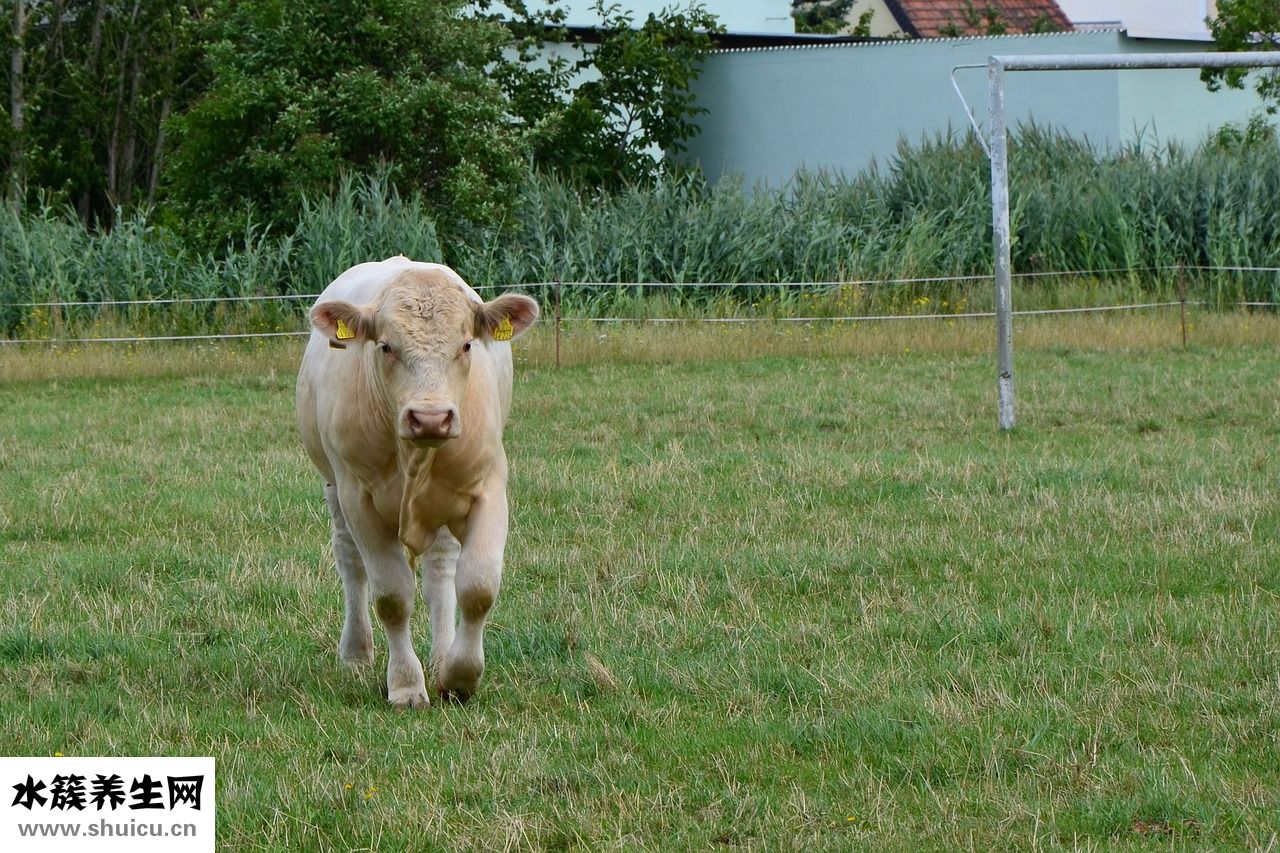 耳朵出現(xiàn)幻聽怎么辦