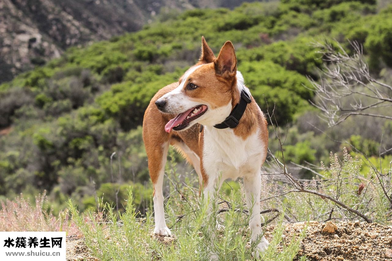 狗狗傷口有蛆怎么辦