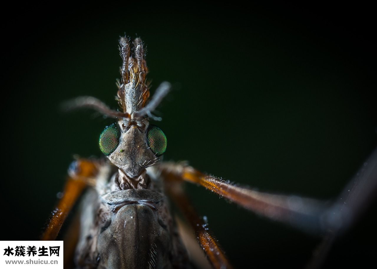 怎么去除叩頭蟲