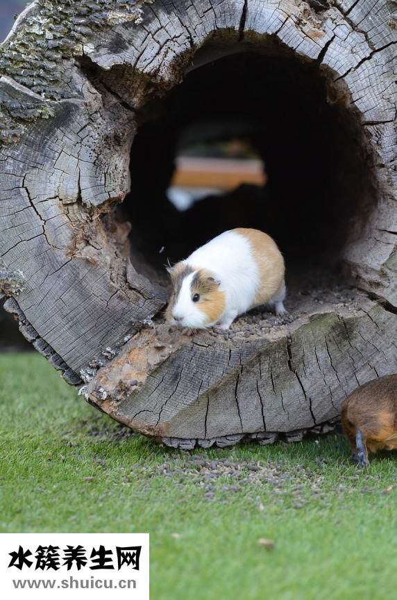 荷蘭豬脫毛怎么辦