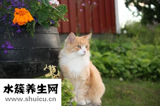 驅(qū)蟲(chóng)一粒清怎么吃