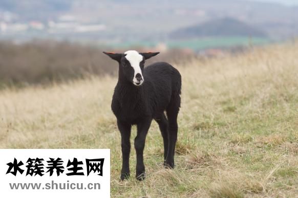 羊霖肉怎么吃好