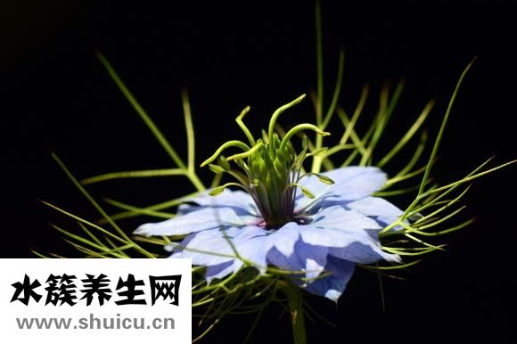 漢堡中的雞肉怎么做