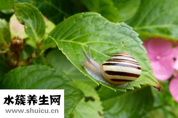 干的綠豆粉皮怎么吃