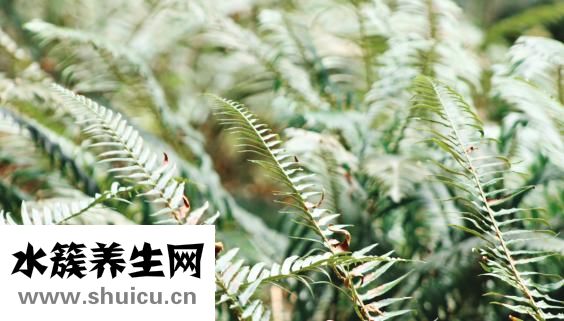 怎么可以讓頭發濃密