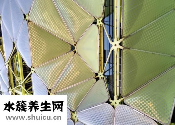 怎么消滅夾板蟲