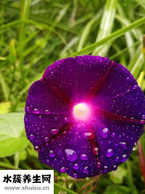 怎么鑒別豬肉壞沒壞