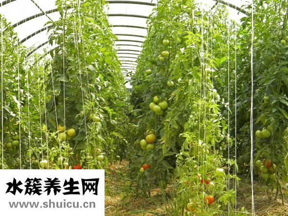 胃酸怎么辦想吐