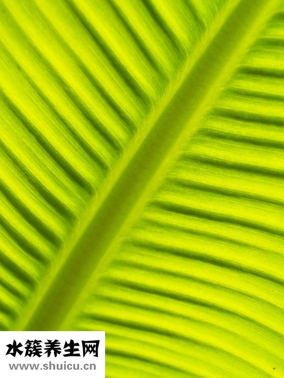 承認大便綠色怎么辦