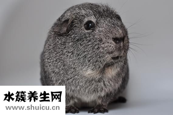 荷蘭豬打嗝怎么辦