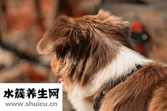 怎么訓(xùn)練狗狗咬球