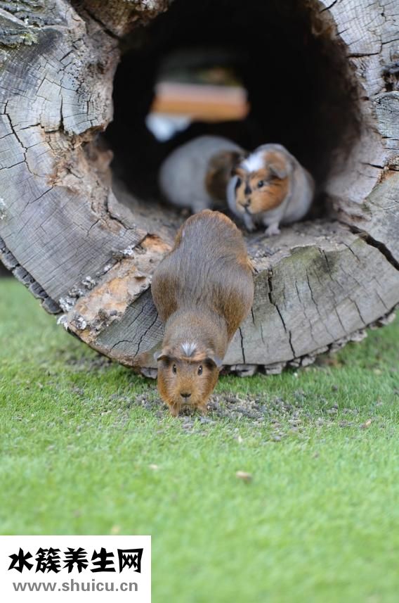 荷蘭豬打嗝怎么辦