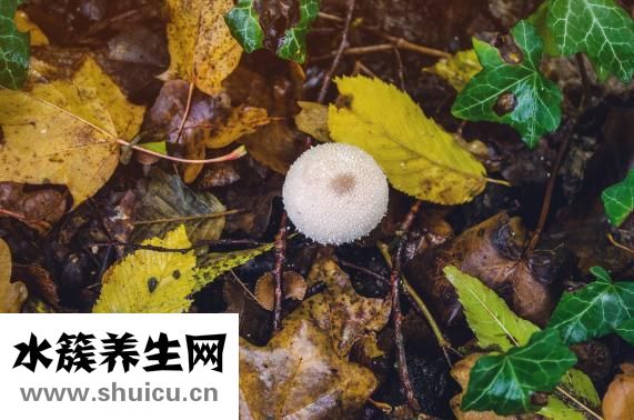 鮮蘑菇怎么快速晾干