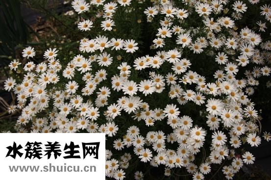 寶寶吃雞蛋黃怎么吃