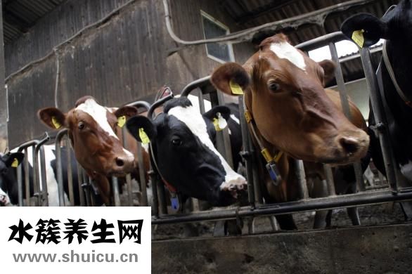 怎么選擇魚缸水泵