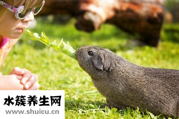 荷蘭豬打嗝怎么辦