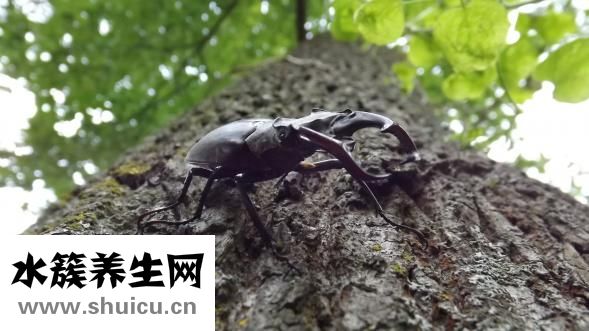 廚房發(fā)現(xiàn)蟑螂怎么辦