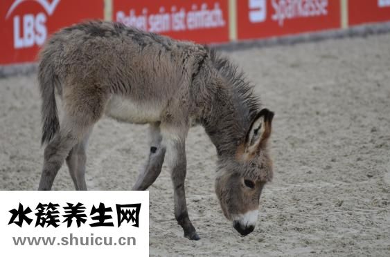 廚房發(fā)現(xiàn)蟑螂怎么辦