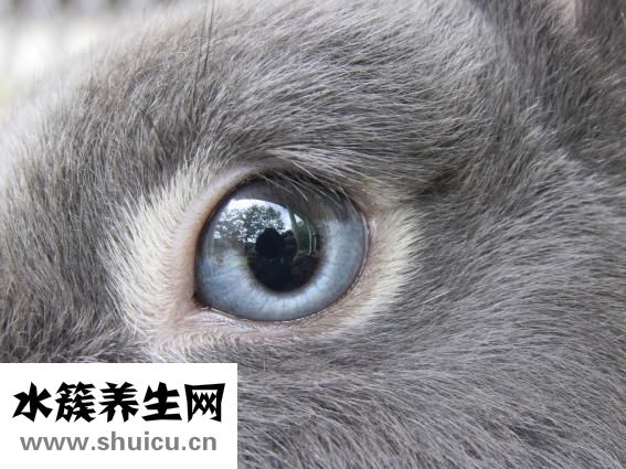 兔子水壺怎么做