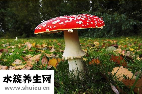 體虛肝火旺怎么調理