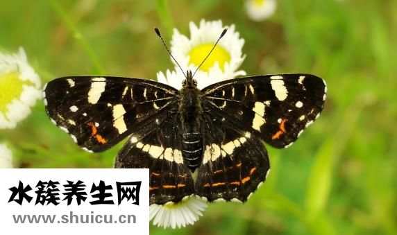 小兒脊柱側彎怎么辦