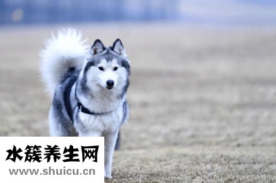 小孩鼻子長瘡怎么辦