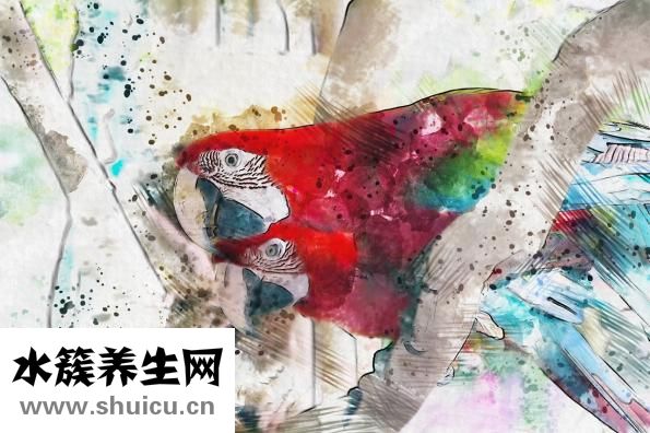 優莎娜保健品怎么吃