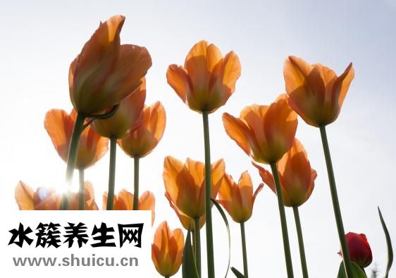 瓜子松怎么養(yǎng)