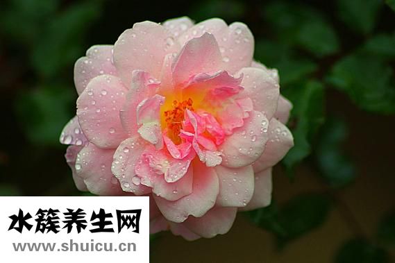 公雞湯下奶怎么做