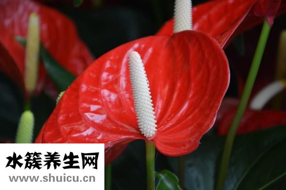 我的手怎么是花掌