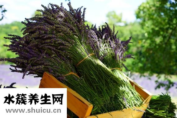 半夜沒蚊香怎么驅蚊