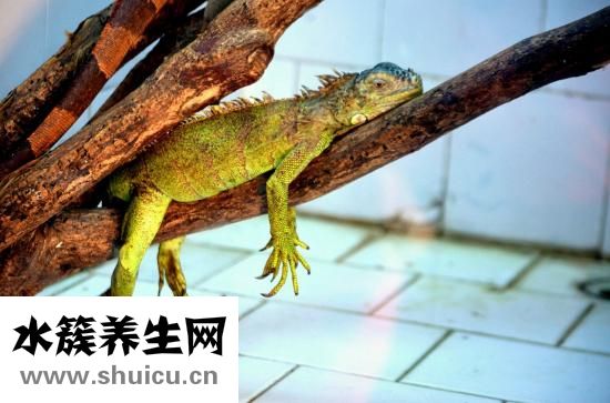 羽絨衣怎么清洗