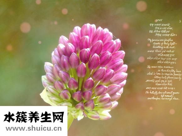 產婦氣血不足怎么補