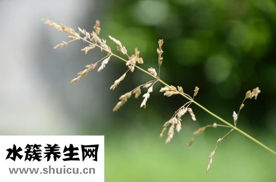 不不丁野菜怎么吃法